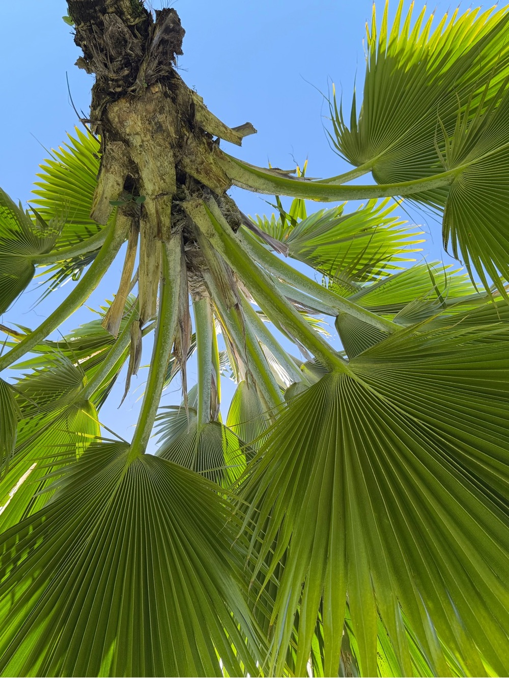Original photography (3) prints 8x10  by me, PALM TREES, Hilo, HI